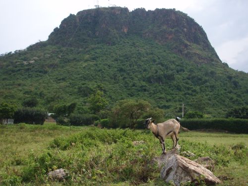 Tororo with goat in foreground